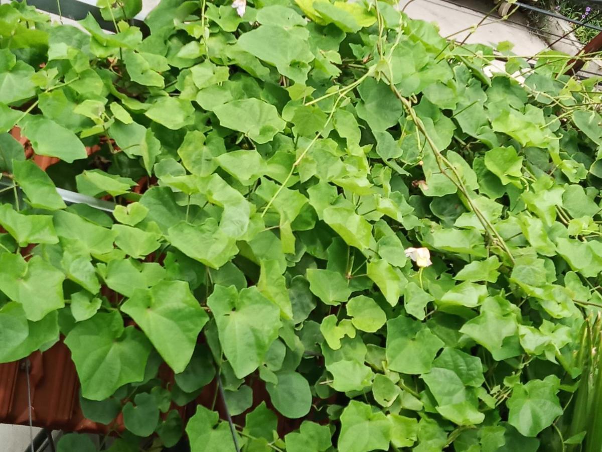 Green Space Homestay Ninh Binh Bagian luar foto