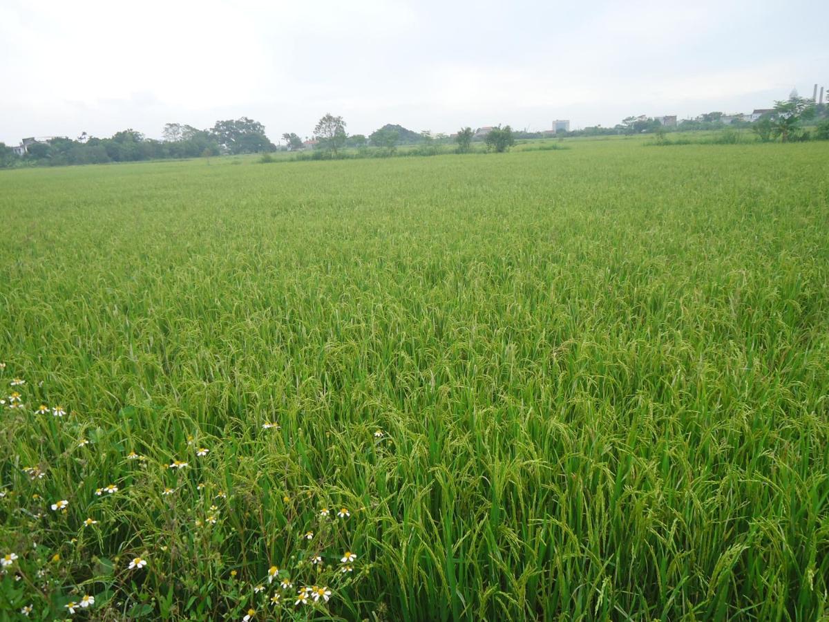 Green Space Homestay Ninh Binh Bagian luar foto
