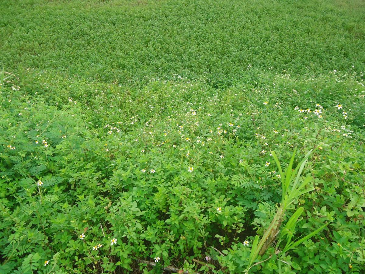 Green Space Homestay Ninh Binh Bagian luar foto